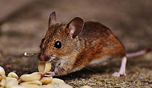 24 Hour & Emergency Exterminators in Melville, ND